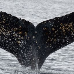 Fluke of HW-MN1307684