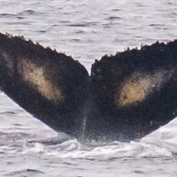 Fluke of HW-MN1307700