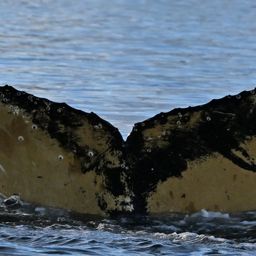 Fluke of BTBEL-Mn25_062A_GMR