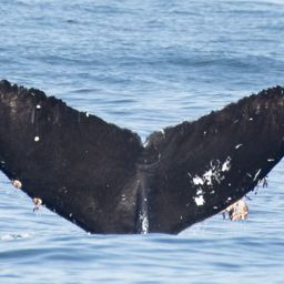 Fluke of CRC-23372