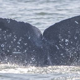 Fluke of CRC-23374