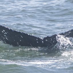 Fluke of CRC-23375