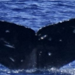 Fluke of HW-MN0445241