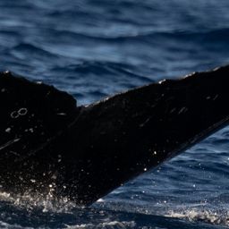 Fluke of HW-MN0445249