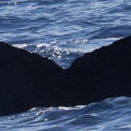 Fluke of HW-MN0445252