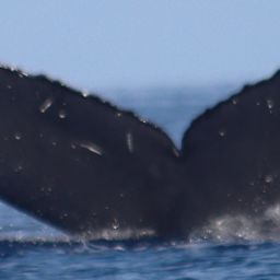 Fluke of HW-MN0445259