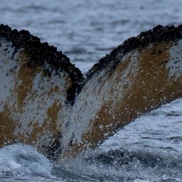 Fluke of HW-MN1307702