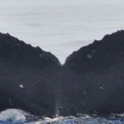 Fluke of HW-MN0440375