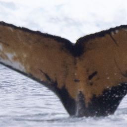 Fluke of HW-MN1307710