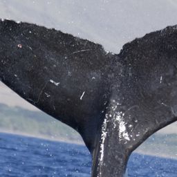 Fluke of SEAK-UASE-SWL-20040606-5-034