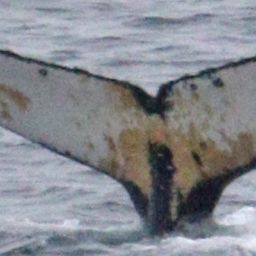 Fluke of HW-MN1307727