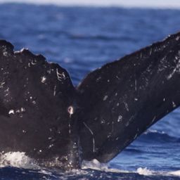 Fluke of HW-MN0440373