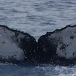 Fluke of HW-MN1307754