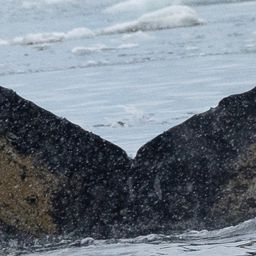 Fluke of HW-MN1307755