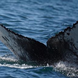 Fluke of HW-MN0524663