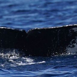 Fluke of HW-MN0524667
