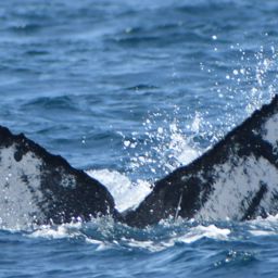 Fluke of HW-MN0524668