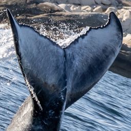 Fluke of HW-MN0524669