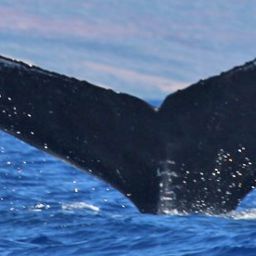 Fluke of HW-MN0440381