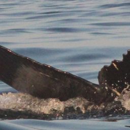Fluke of CRC-23378