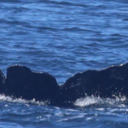 Fluke of CRC-23379