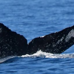 Fluke of HW-MN0524691