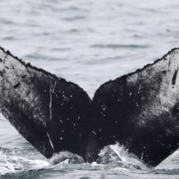 Fluke of CRC-22923