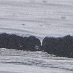 Whale fluke