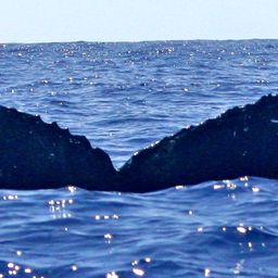 Fluke of HW-MN0440409