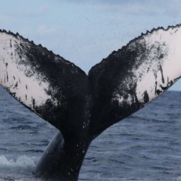 Fluke of HW-MN0100197