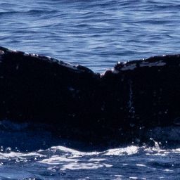 Fluke of HIHWNMS-2025-4-9_G01A01