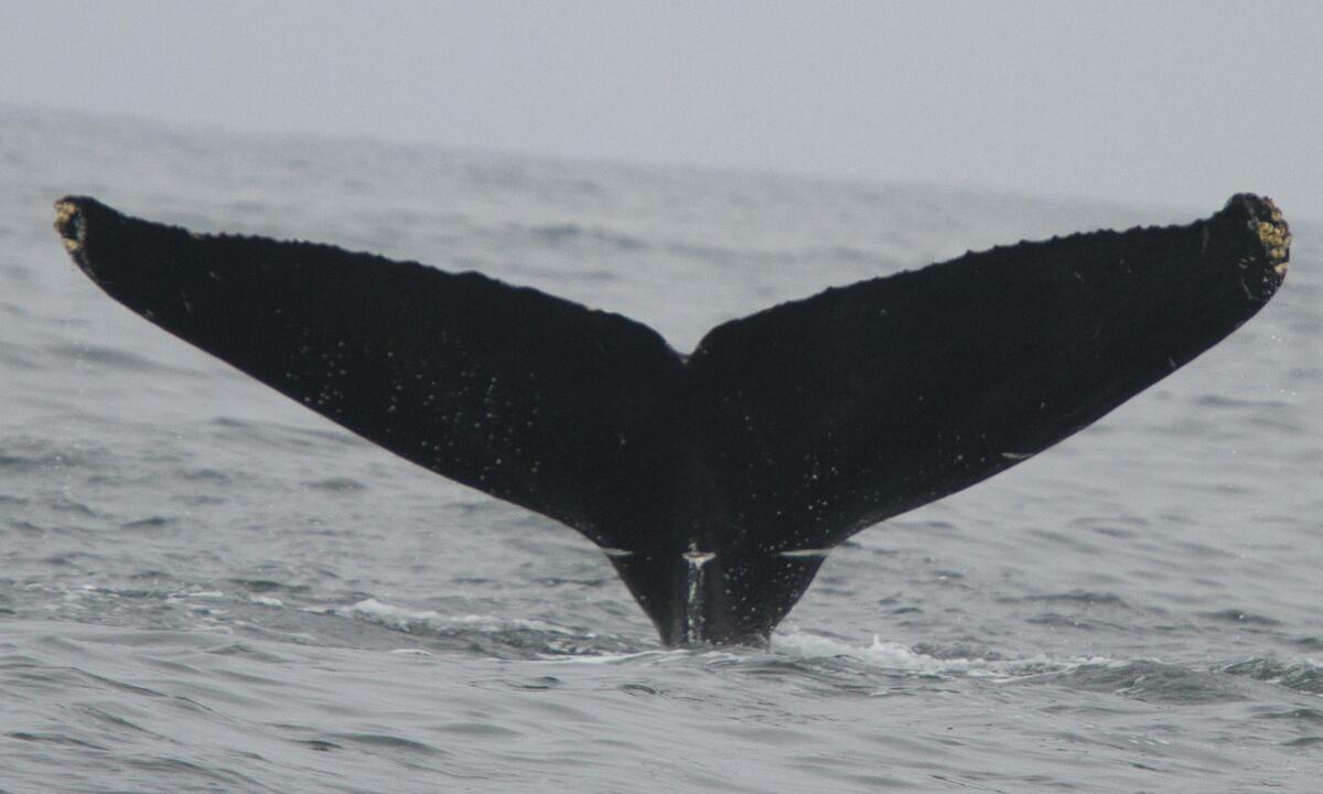Fluke of Little Dimple (California)