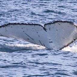 Fluke of ECWWC-EC08008