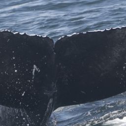 Fluke of 2024-2025 calf of CRC-16398