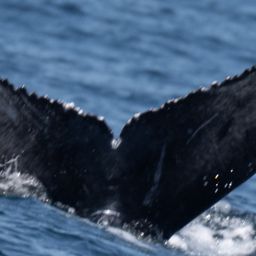 Fluke of 2024-2025 calf of CRC-18462