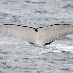 Fluke of ECWWC-EC05008