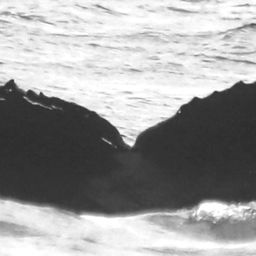 Fluke of CRC-15908