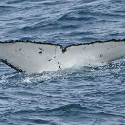 Fluke of ECWWC-EC08041