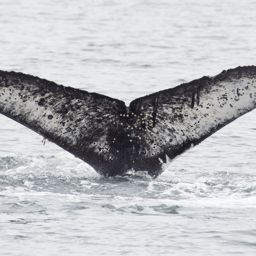 Fluke of HW-MN0503725
