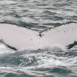 Fluke of BOLIVIA