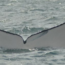 Fluke of Nick Allen 78