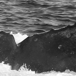 Fluke of CRC-15896
