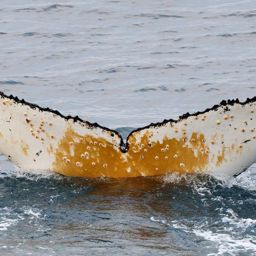Fluke of HW-MN1307799