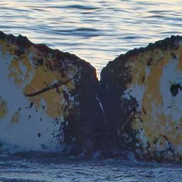 Fluke of HW-MN1307801