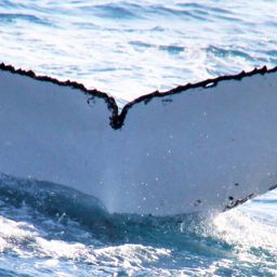 Fluke of ECWWC-GC09097