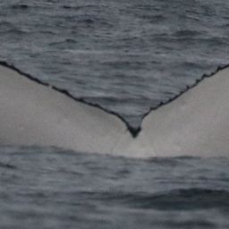 Fluke of HW-MN1109422