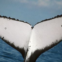 Fluke of DJEMBI