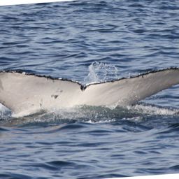 Fluke of ECWWC-PS08055