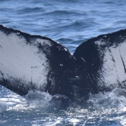 Fluke of CRC-22924