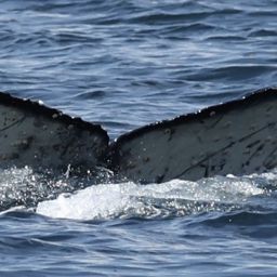 Fluke of 2024-2025 calf of Fade